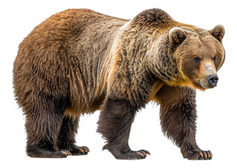 Obraz premium Majestic brown bear standing, cut out - stock png.