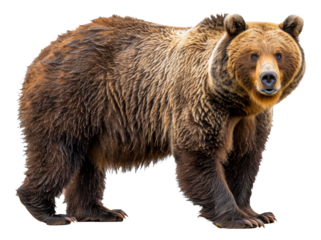 Majestic brown bear standing, cut out - stock png.