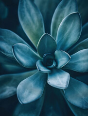 Close up view of a striking succulent plant with dark green leaves and vibrant blue petals, botanical background