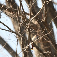 神奈川県の野鳥