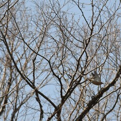 神奈川県の野鳥