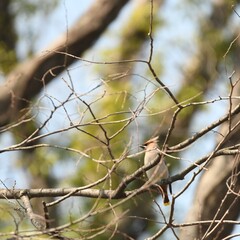 神奈川県の野鳥