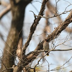 神奈川県の野鳥