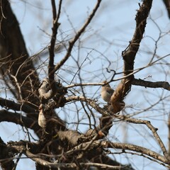 神奈川県の野鳥