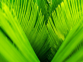  Sago Palm Leaves Intertwined Together