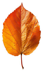 Vibrant orange autumn leaf with detailed veins on transparent background - stock png.