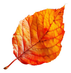 Vibrant orange autumn leaf with detailed veins, cut out - stock png.