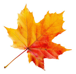Naklejka na ściany i meble Maple leaf in autumn colors transitioning from yellow to red, cut out - stock png.