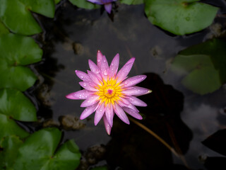 Raindrop on The Pink Lotus