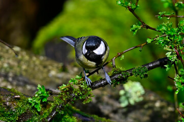 Kohlmeise // Great tit (Parus major)