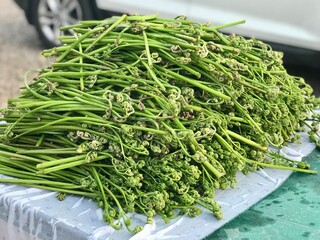 A lot of Bracken fern on the table after collecting near to white car. Wild plants are useful plants traditionally collected for eating. Close-up © vipvn