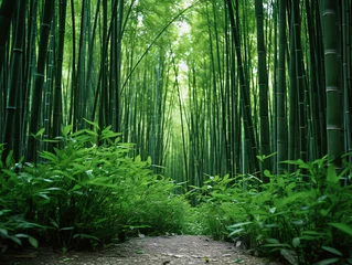 Raamstickers a path through a bamboo forest © DIAMOCK