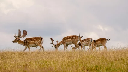 Foto op Canvas herd of deer in a field © Ba