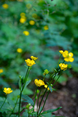 Yellow flowers of Ranunculus acris on green grass .