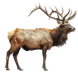 Obraz premium Rain deer white background Isolate full body, Studio Light