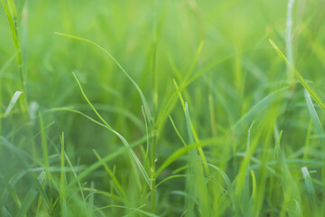 Grass Blur Green Background Spring Bokeh Garden Light Bright Easter Summer Fresh Lawn Plark Backdrop Foliage Effect Soft Focus Pattern Growht Plant Nature Mockup Zero Carbon Environment Eco System.
