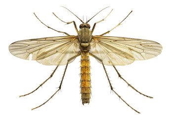 Close-up of a mosquito, cut out - stock png.