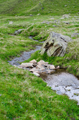 A beautiful mountain river flowing along the slopes of the mountains. the mountain slopes are covered with grass.