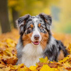 Australian shepherd dog lies on yellow leaves and looks at the camera