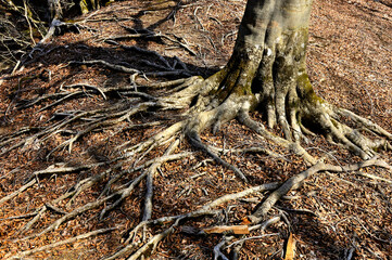 春の西丹沢　畦ヶ丸　一軒家～畦ヶ丸ルートの道のブナ
