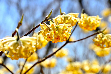 西丹沢の畦ヶ丸　ミツマタの花咲く
