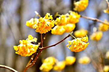 西丹沢の畦ヶ丸　ミツマタの花咲く
