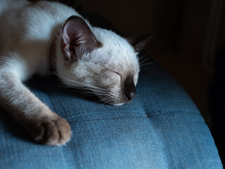 Siamese Cat Lying on The Blue Cushion