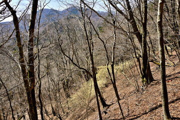 西丹沢の畦ヶ丸　ミツマタの花咲く森と屏風岩山を望む
