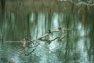Spring background. Beginning of spring. It's a nasty day. Small river with wild ducks.