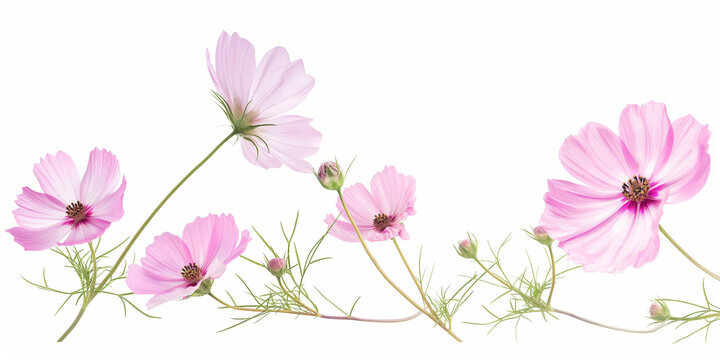 Pink flowers © Yelena