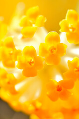 丹沢の畦ヶ丸　ミツマタの花　マクロ撮影
