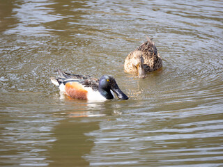 Two Shovelers, male and female, swimming