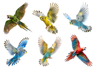 scarlet macaw flying on transparency background PNG - obrazy, fototapety, plakaty