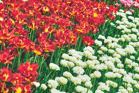 Spring carpet picture of red white tulips in the park, plantation