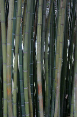 Bambous serr&eacute;s