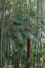 Plante tropicale devant bambou