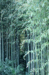 For&ecirc;t de bambous