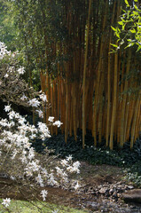 Fleurs devant bambou