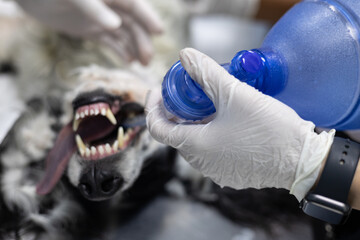 A veterinarian performs resuscitation on a dog. The veterinarian takes measures to save the dog's life. Saving a dog's life with an oxygen bag. Reanimation, veterinary medicine, dog.
