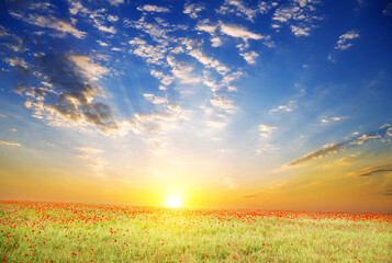 Poppy field against blue sky. - 759545733