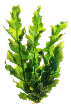 Fresh green sea lettuce algae, cut out - stock png.
