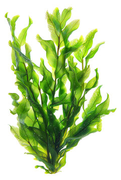 Fresh green sea lettuce algae, cut out - stock png.