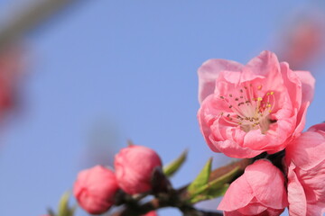 春に咲いた、はなもも