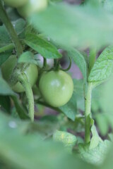 Green tomato  on blurry background