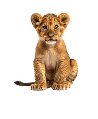 Obraz premium Young lion cub sitting, cut out - stock png.