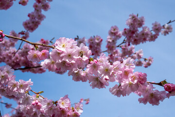 Branch of beautiful pink cherry blossom against a blue sky. The Japanese flowering cherry (Prunus serrulata) is a species of plant in the genus Prunus in the rose family (Rosaceae). 