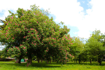Flowering tree in Tralee Town Park- County Kerry- Ireland