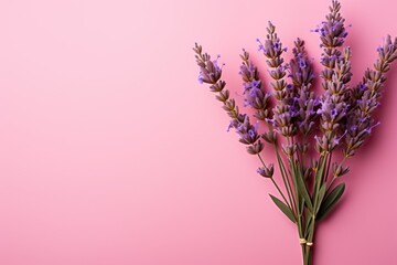 Bouquet of lavender flowers on pink with copy space, banner for advertising cosmetics with lavender oil.