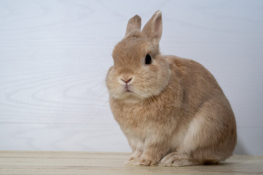 Netherland Dwarf Rabbit