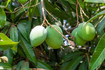 Green Mangoes are attached to the tree